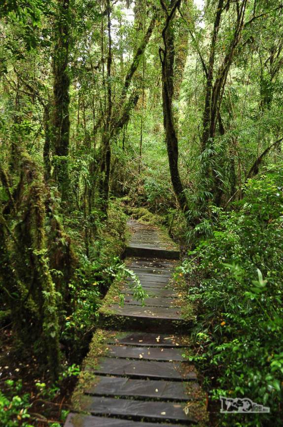 Trilha dos alerces no parque de Pumalín, região de Chaitén, na Carretera Austral, sul do Chile